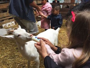 Dicas de passeios com crianças em Amsterdam, Fazenda de Cabras